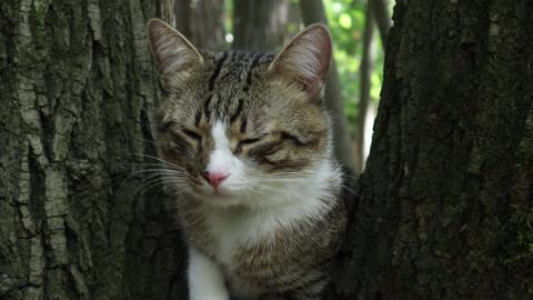 cat on the tree