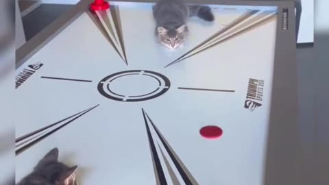 Air hockey for cats 😂