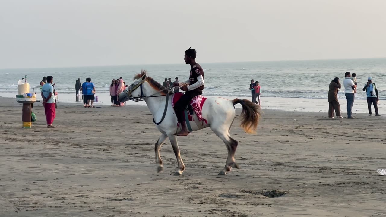 Rajshahi Pony in Bangladesh