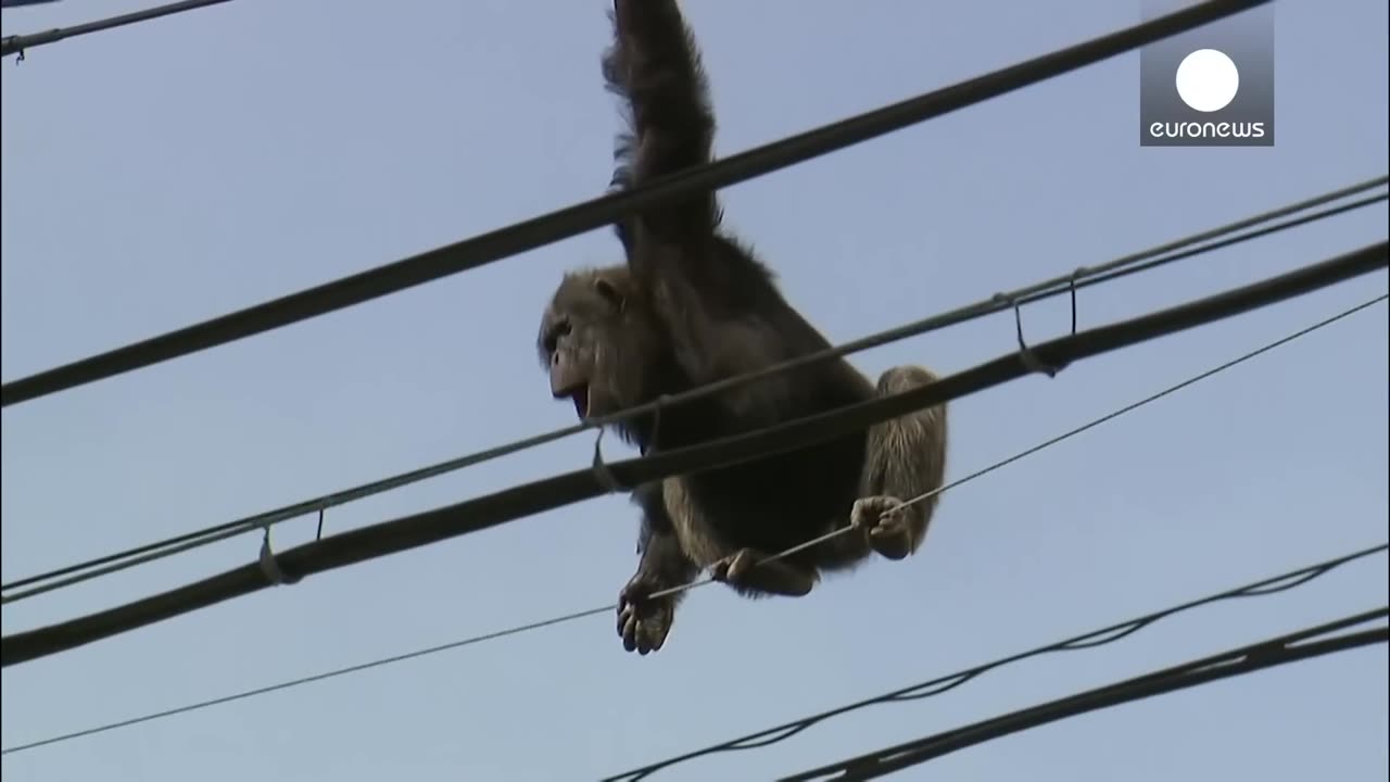 Chimp escape: Primate swings from live power lines, falls from electricity pole | euronews 🇬🇧