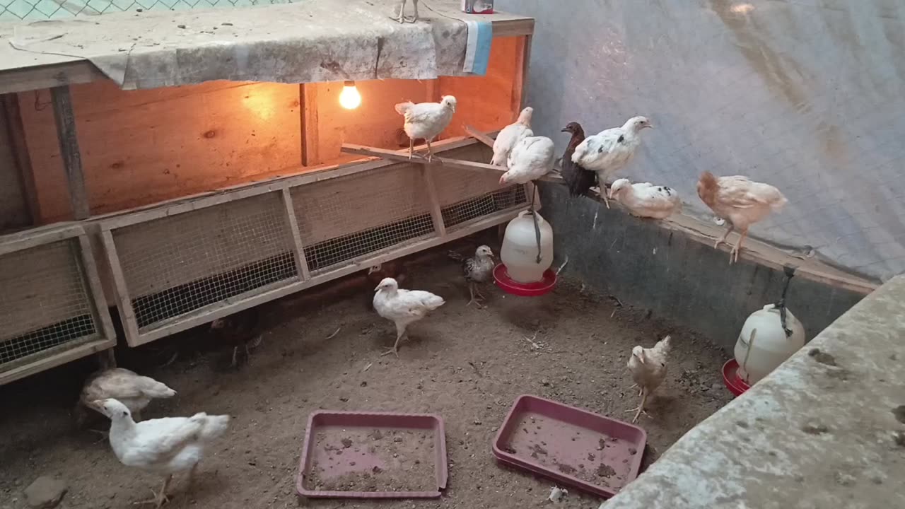 Farm chicken