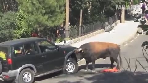 bull lifting the car