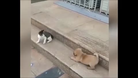 Cat dog Funny fight video