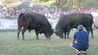 Ždralonja od Ace vs Golub od Dine Bronzani Majdan 2024