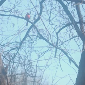 Northern Cardinal