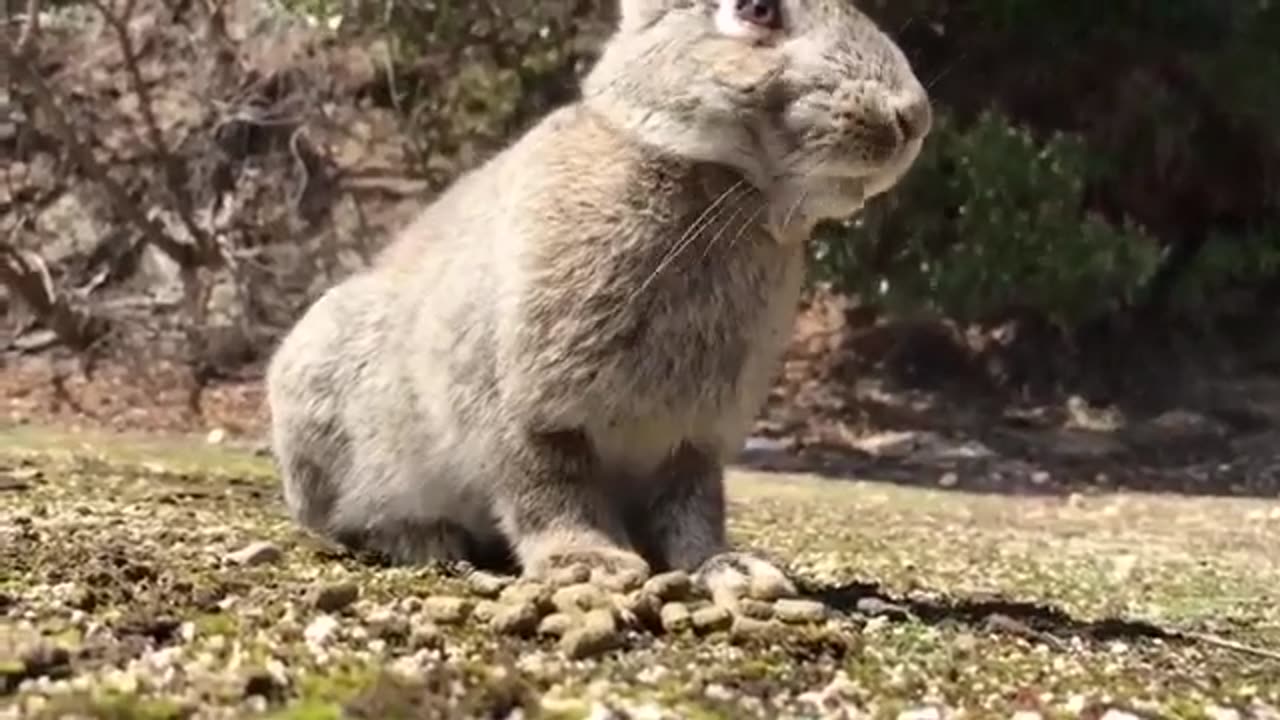 Angry Rabbit