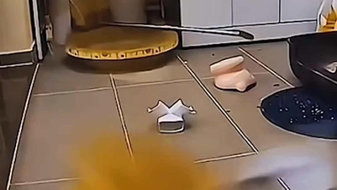 Funny Cat Fails😂😂😂😂😂😁