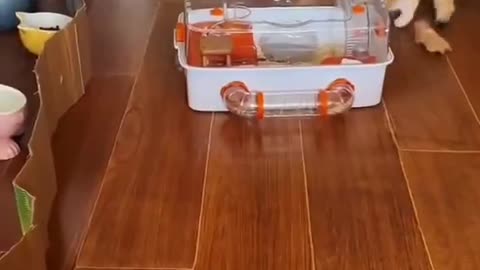 That Best Tag Team Ever