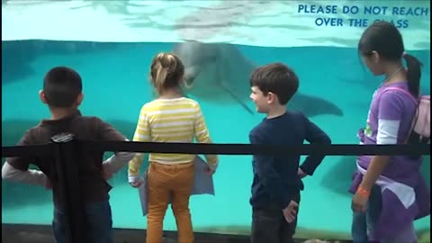 Funny Kids at The Aquarium animals Video Kids video