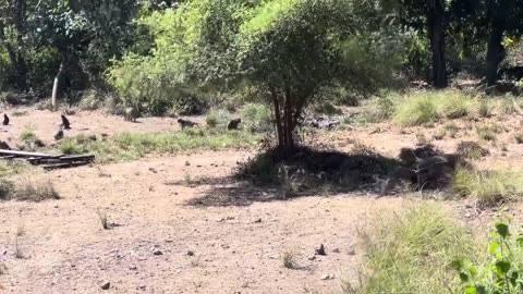 Baby Komodo Dragon