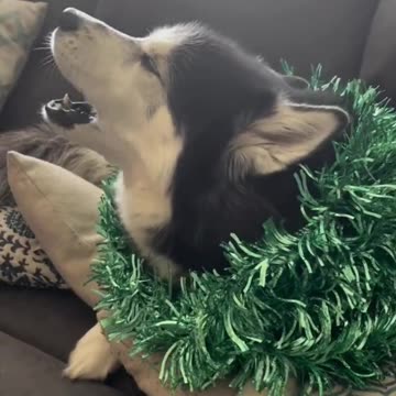 Christmas carols courtesy of this husky