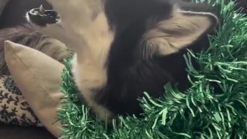 Christmas carols courtesy of this husky