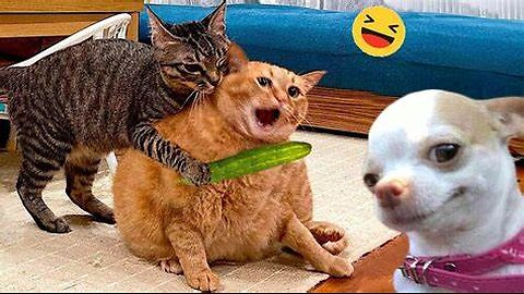 The Funniest Pet and Animal Videos Compilation