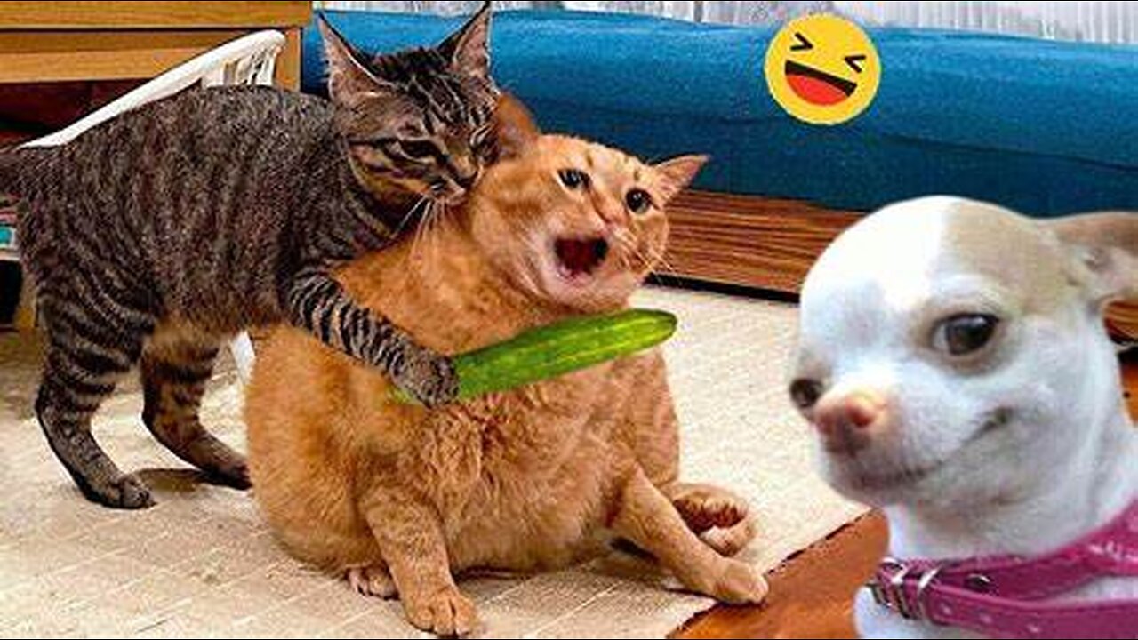 The Funniest Pet and Animal Videos Compilation