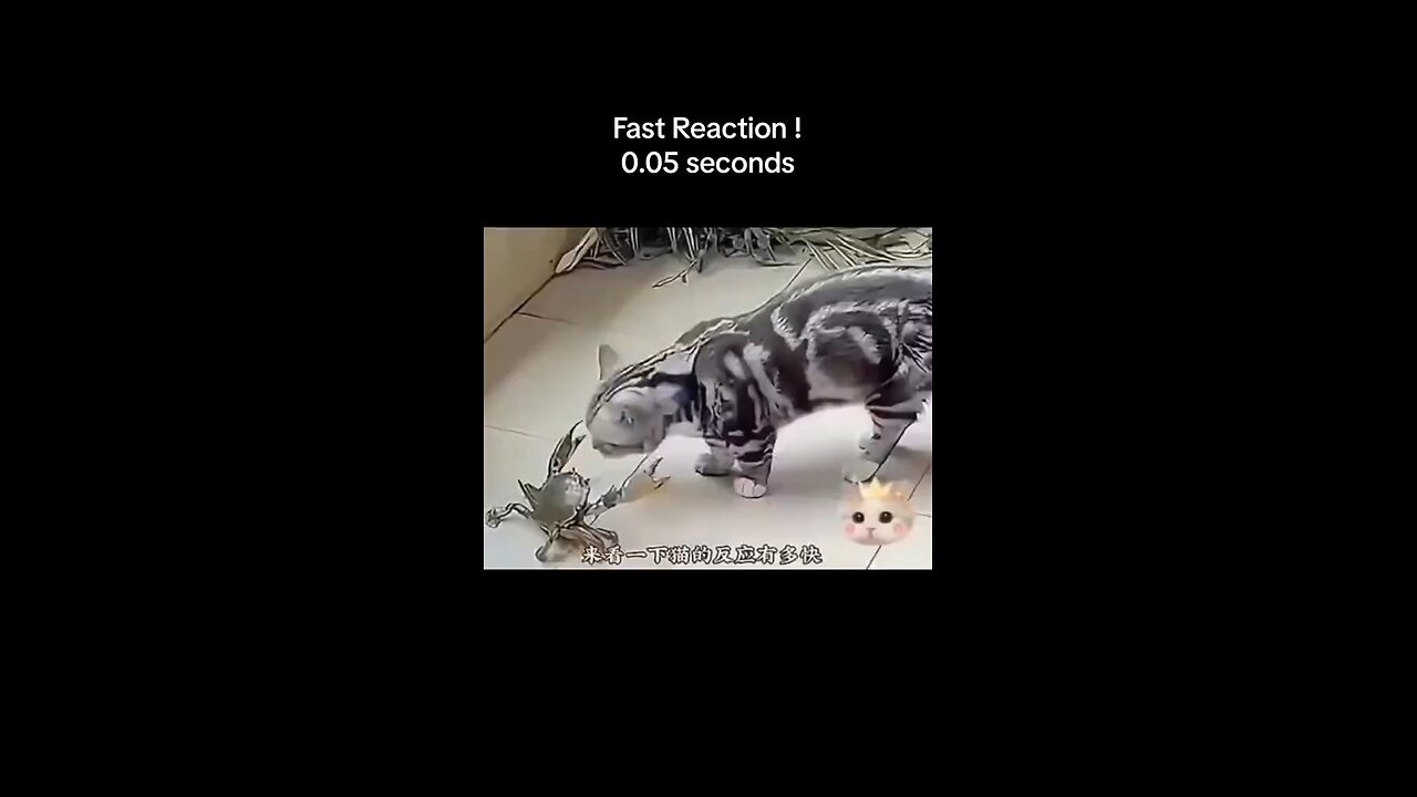 Cats Reaction Speed Is Insane ☠️