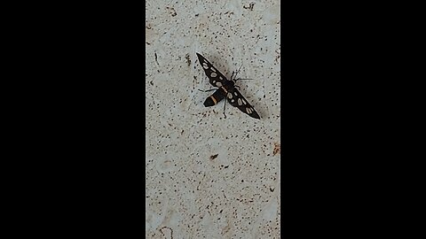 bee or Butterfly 🦋 || Insect