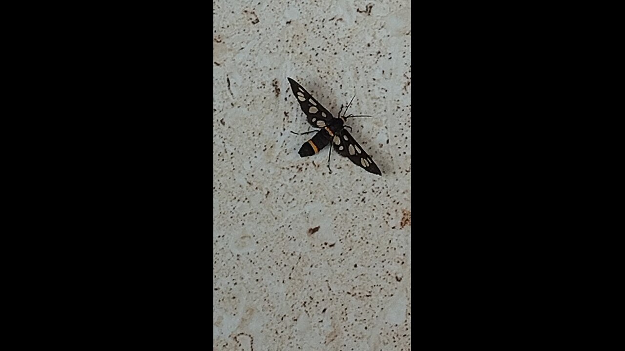 bee or Butterfly 🦋 || Insect