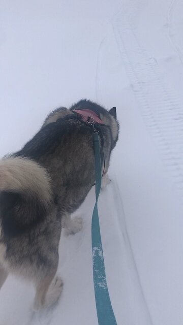 Sunday February 2 groundhogs day, Eternal covenant between God and every living creature.