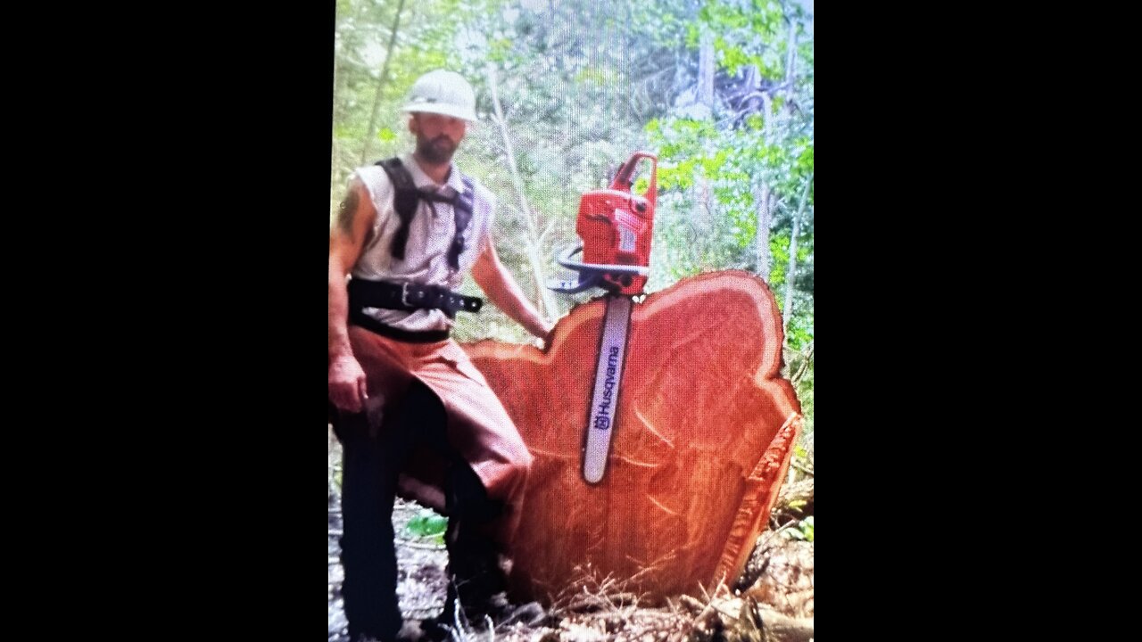 Bore Cut Method, How to and way it's the safest way to cut a tree.