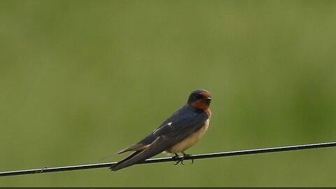 Barn Swallows #barnswallow