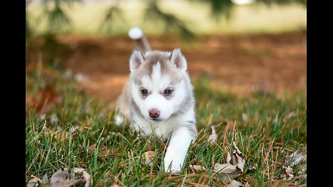 Dog Therapy: Relax and Banish Negative Thoughts with Adorable Pups