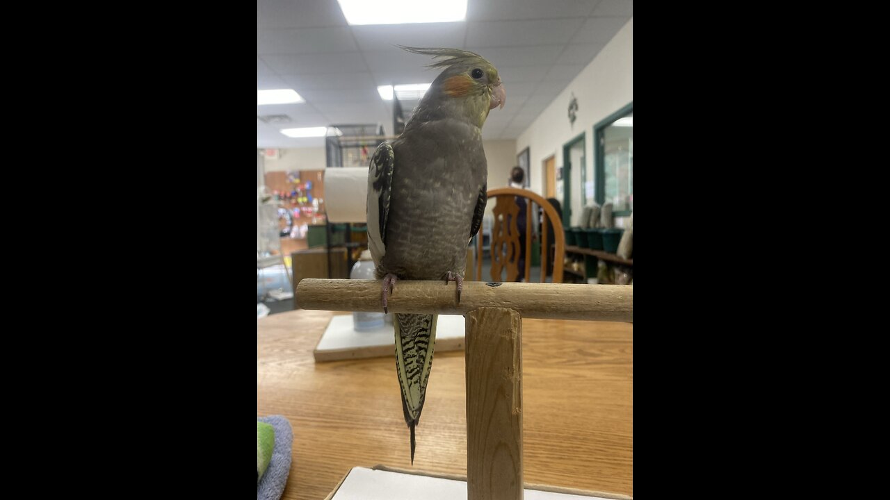 Baby cockatiel