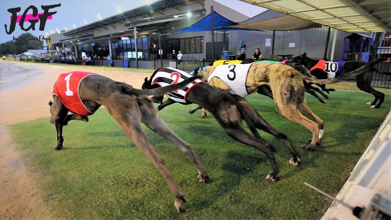 Australian Racing Greyhounds: The Thrill of Dog Racing"