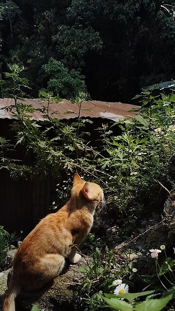 How My Cat Reacts To The Music 🤣