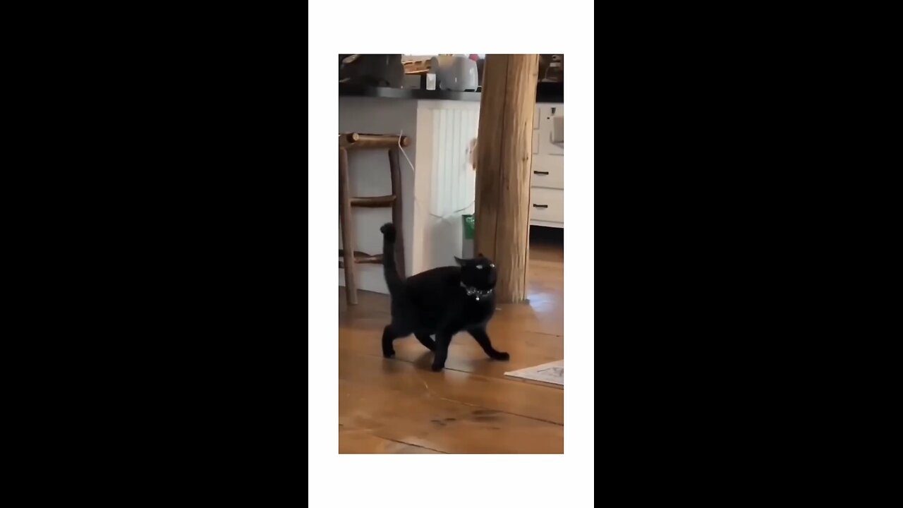 Black Cat Behavior Miming