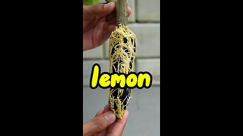 planting lemons #plants