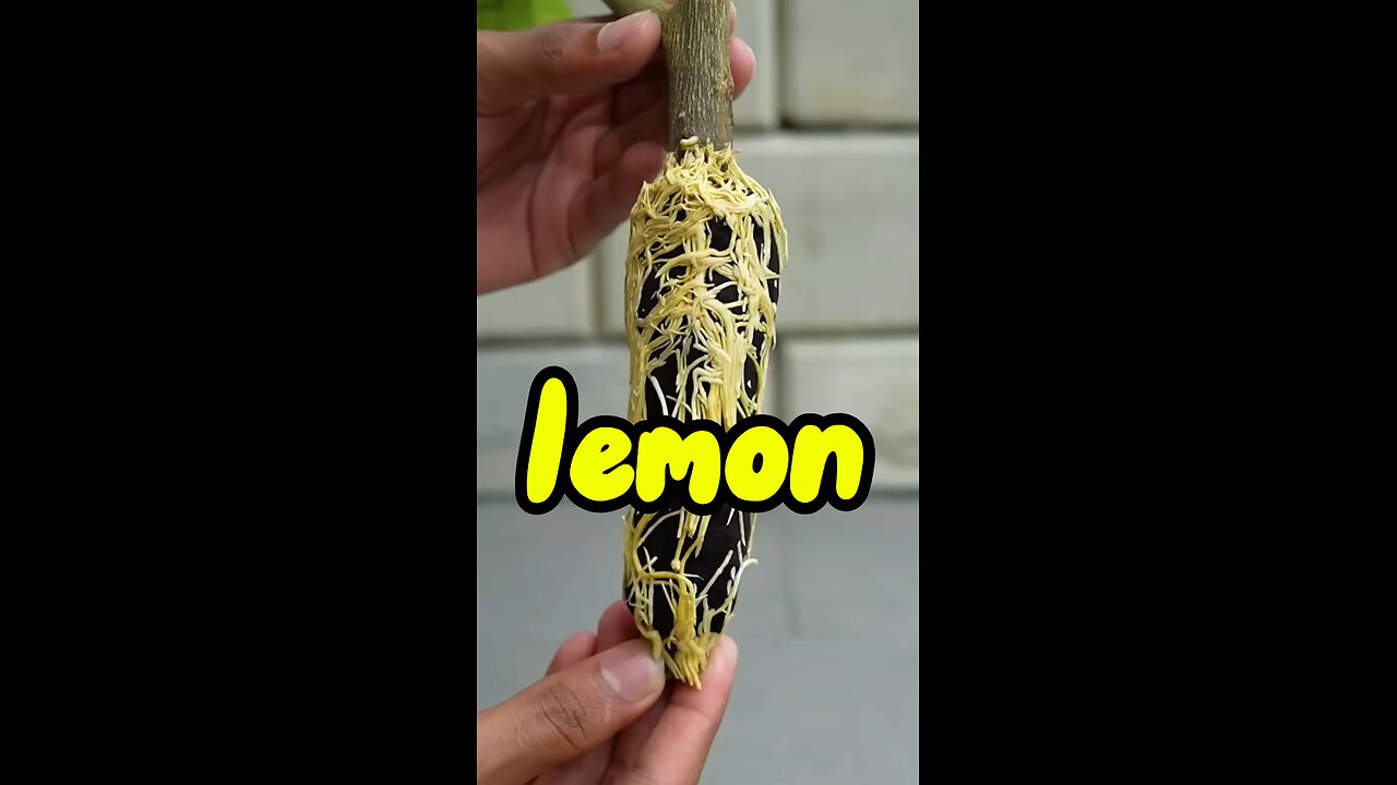 planting lemons #plants