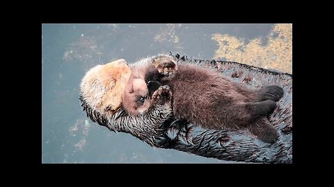 1 Day Old Sea Otter Trying to Sleep on Mom