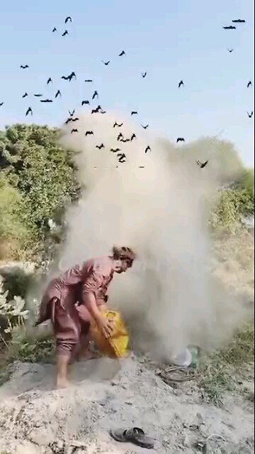 NEWSMAX2 LIVE wildlife indiana Bird sanctuary Too funny!How cute is that...