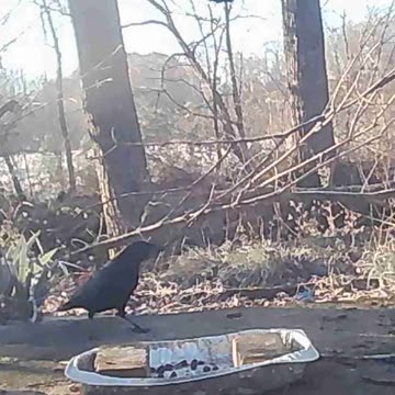 EA S126 - Crows Again