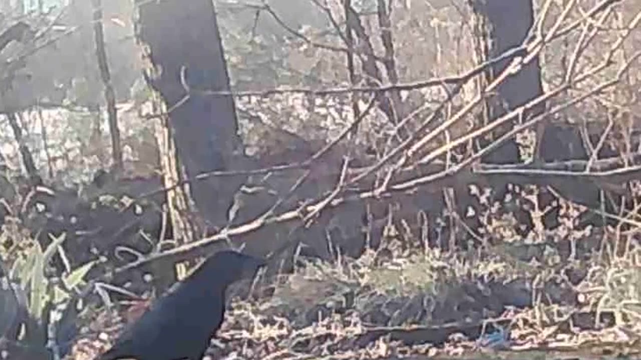 EA S126 - Crows Again