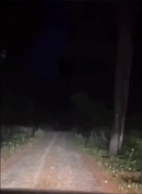 Dogs Catch Alien