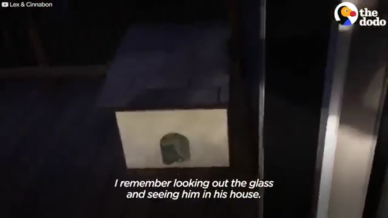 Guy Tries To Befriend A Stray Cat For Over A Year | The Dodo