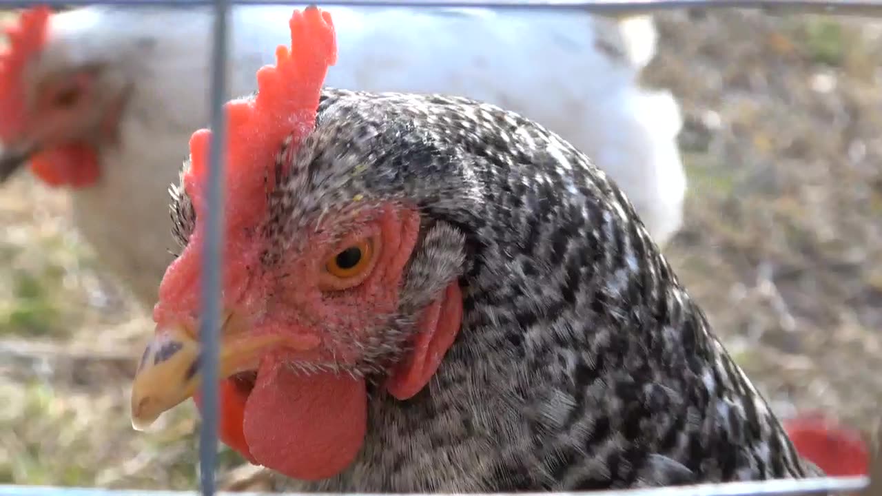 George the chicken being George the chicken