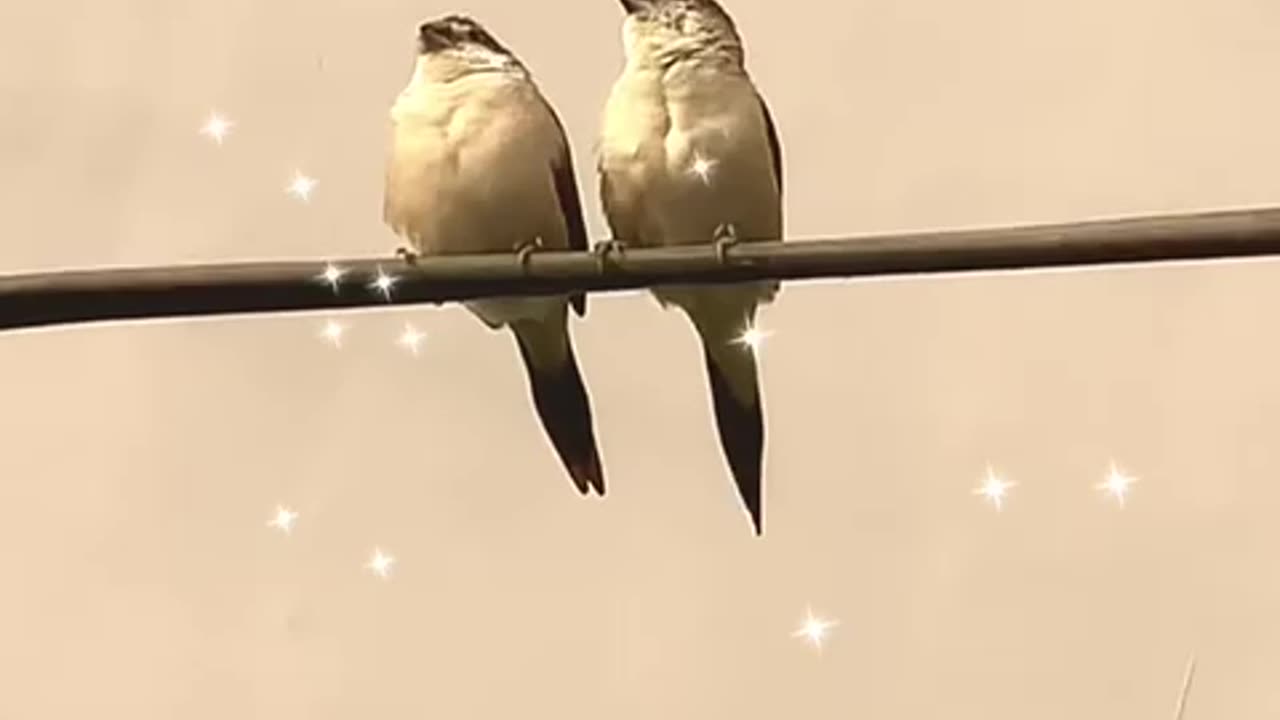 Beautiful love Birds