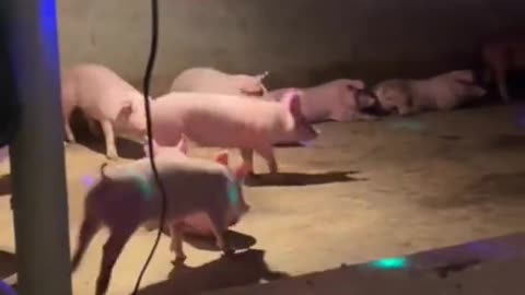 Pig bar