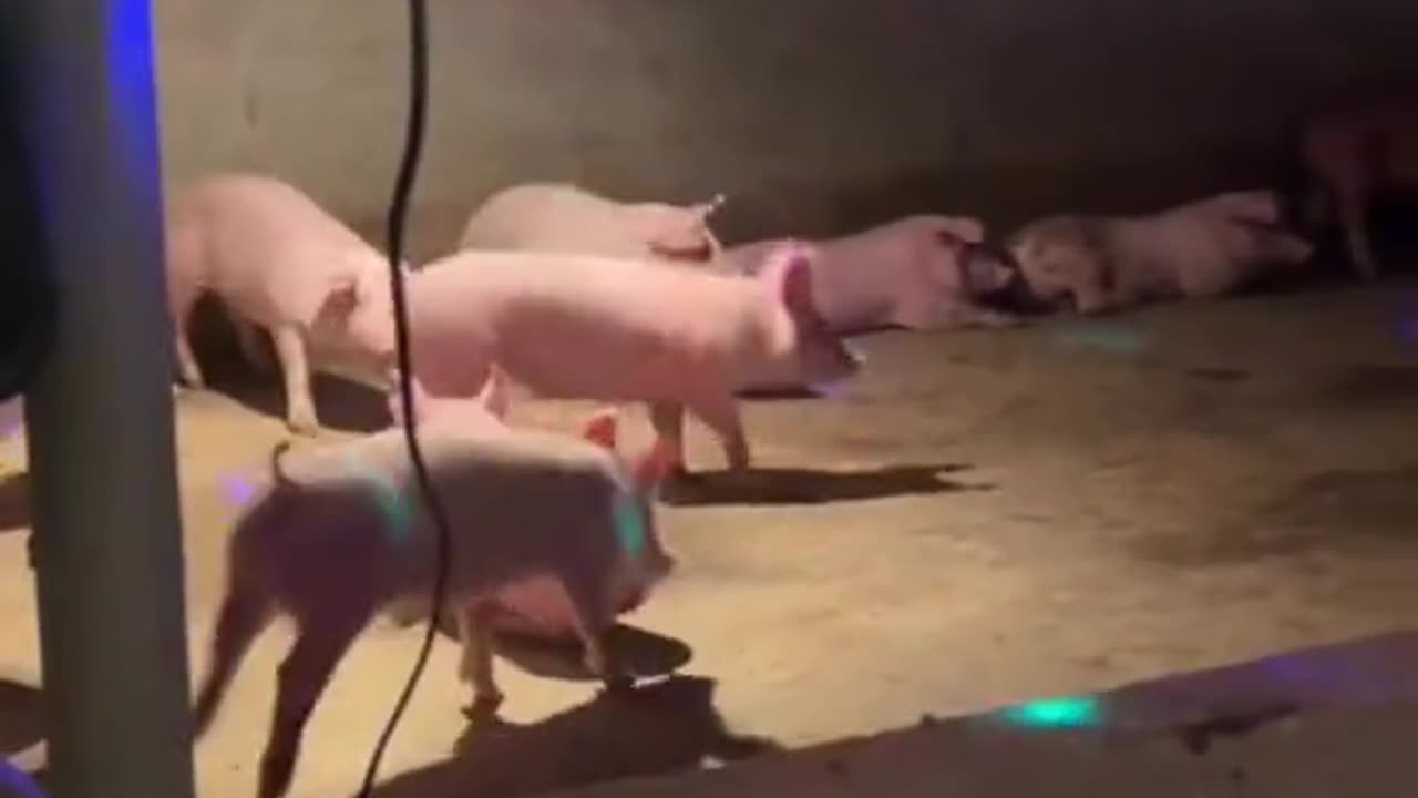 Pig bar