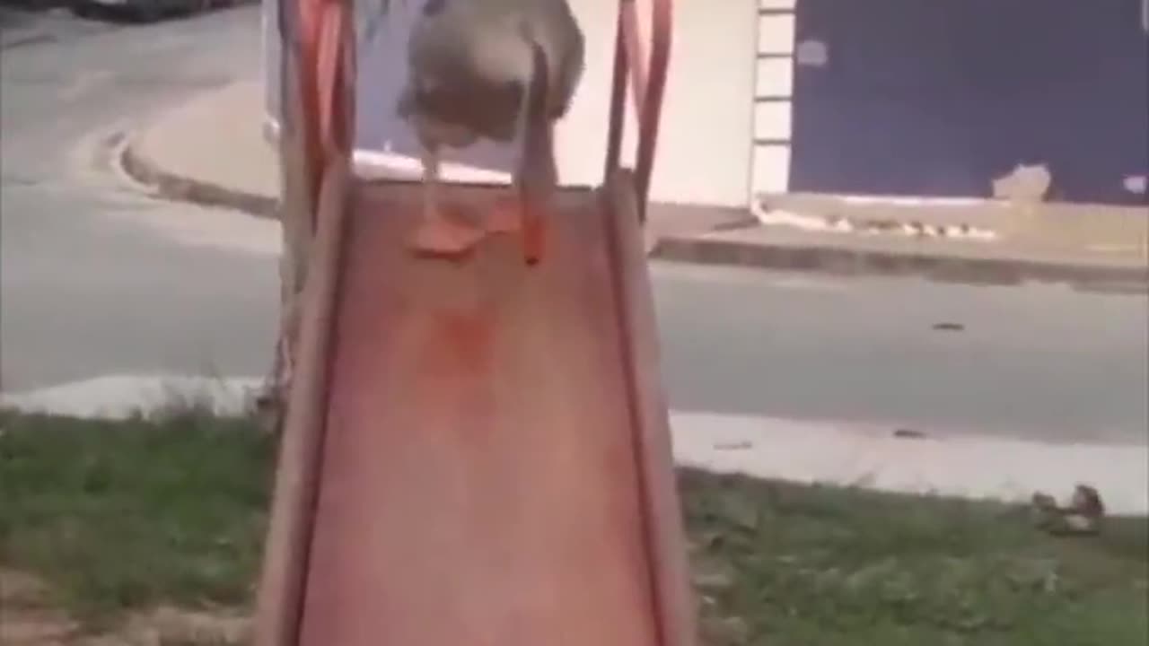 Goose slide.. 😅