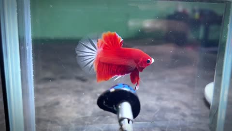 Betta Fish - Red Betta Tancho