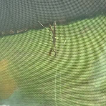 Its a Jungle Baby #Jungle #PrayingMantis #AxelRose #NovemberRain #Tadpole #Music