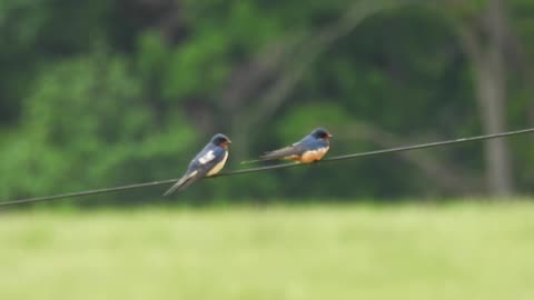 Barn Swallows