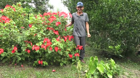 MARQUETALIA CALDAS COLOMBIA : #asmr ON DON ROMIRO'S FARM A GARDEN OF EDEN IN THE JUNGLE VLOG PT.7 🇨🇴