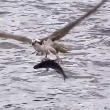 Eagles truly are magnificent birds!.hd