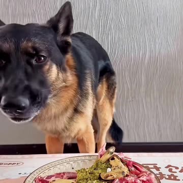 "Happy Pet Dining: Funny and Heartwarming Moments of Dogs Eating"
