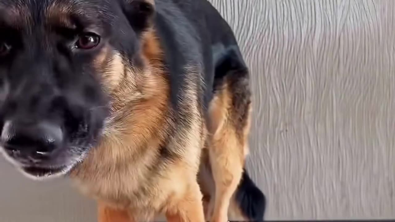 "Happy Pet Dining: Funny and Heartwarming Moments of Dogs Eating"