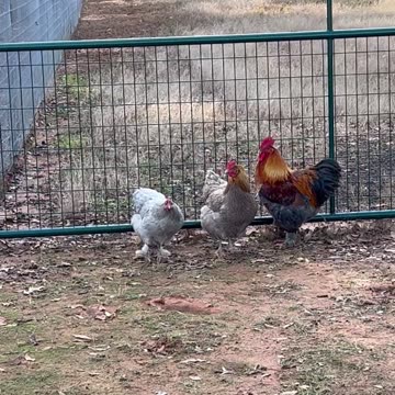 Can't get through the gate